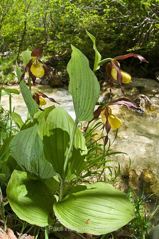  - Orchids - Various