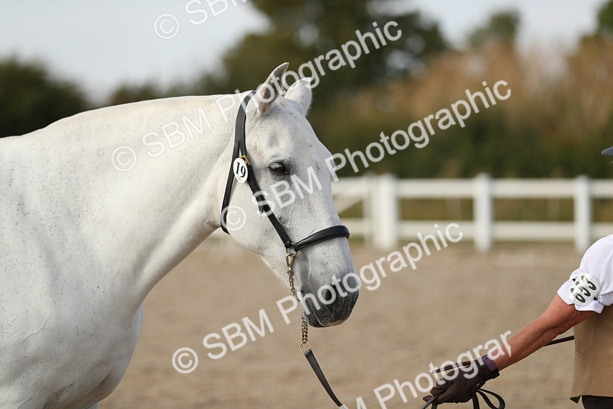 SBM_08650 - Class 28 - IH Veteran Horse