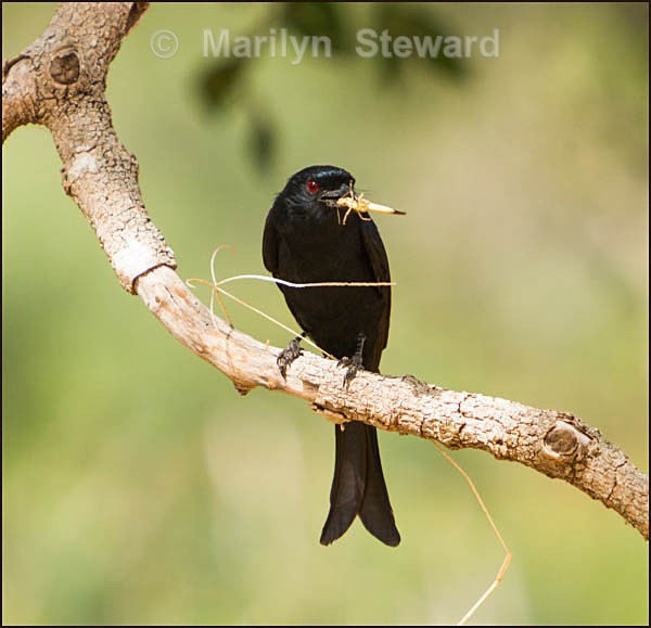 Fork tailed drongo with locust - Kenya, Tsavo East