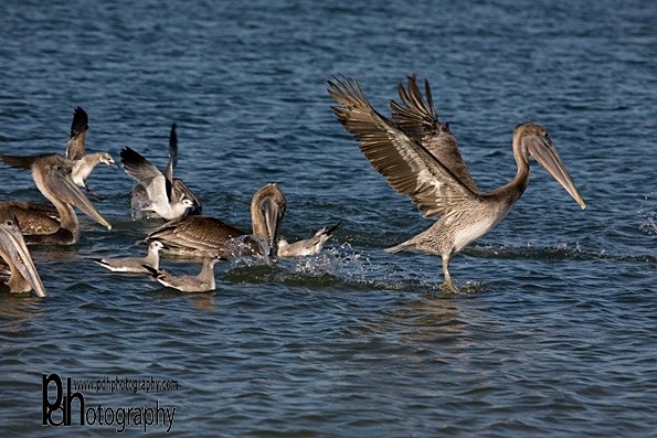 Pelican-landing-1-0659 - Natural World Birds
