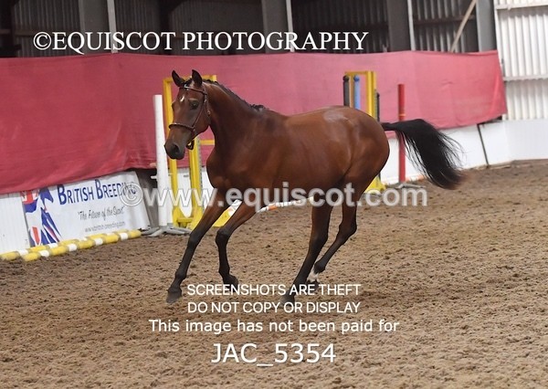 JAC_5354 - 7 L'Espirits Little Unicorn