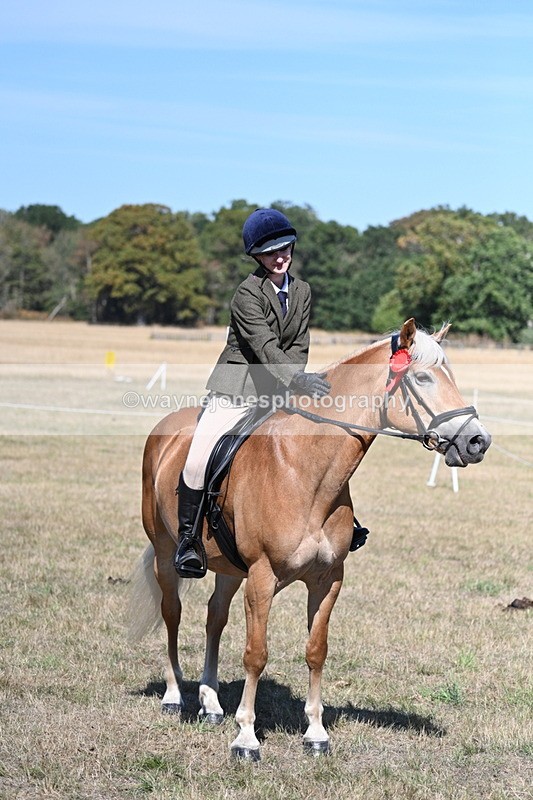 WJ7_1320 - Class 41 Prettiest Mare