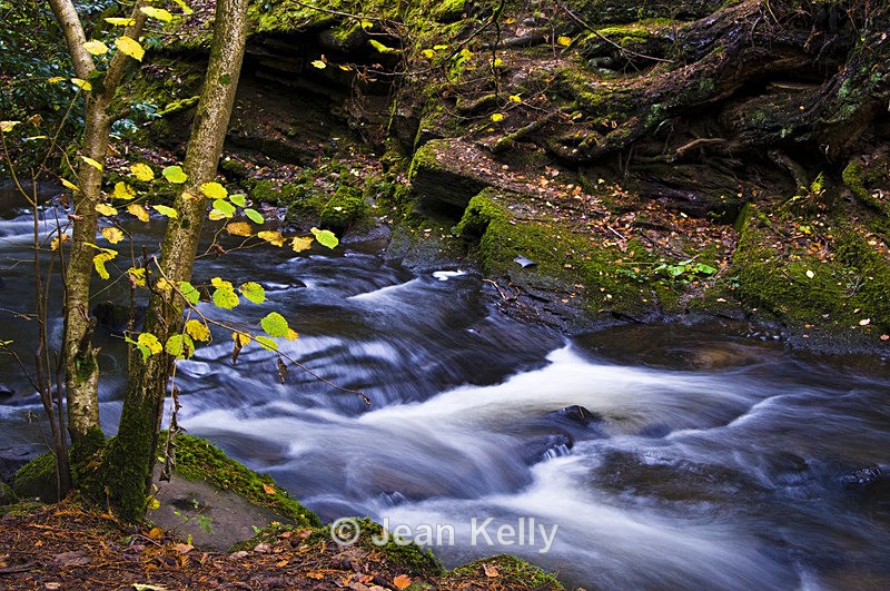 Rouken Glen, Glasgow  - 2911 - Water