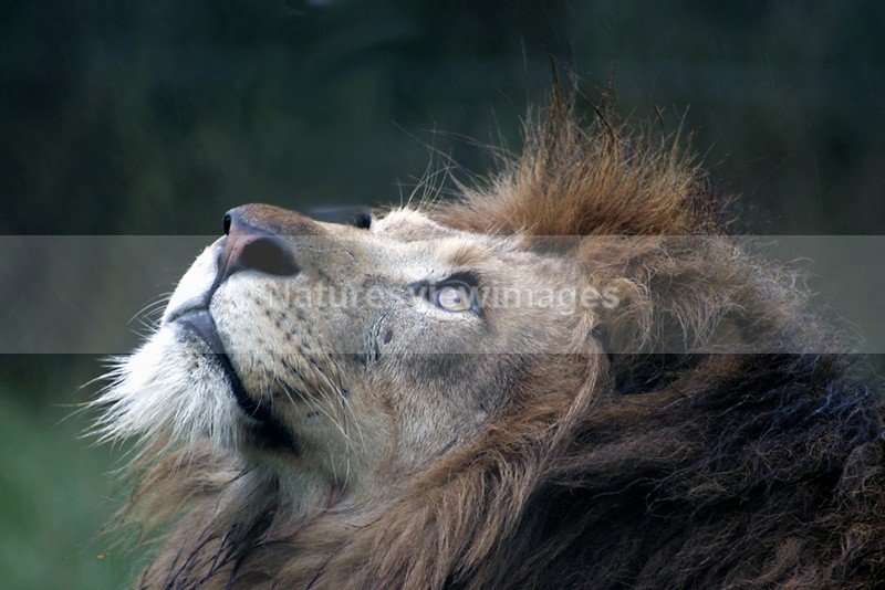 Lions Gaze - Wildlife
