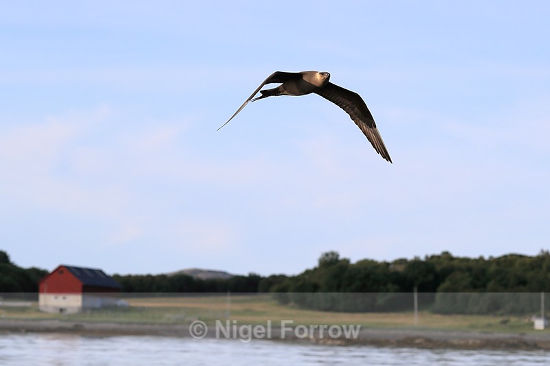 Arctic Skua looking for food thrown from boat, Flatanger, Norway - Arctic Skua