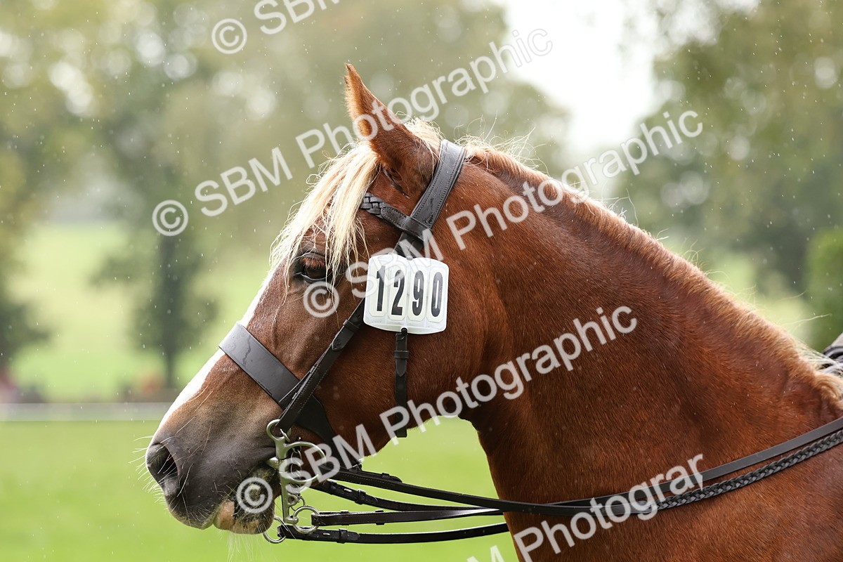 SBM_69737 - S62 - Mountain & Moorland Ridden Large Breeds