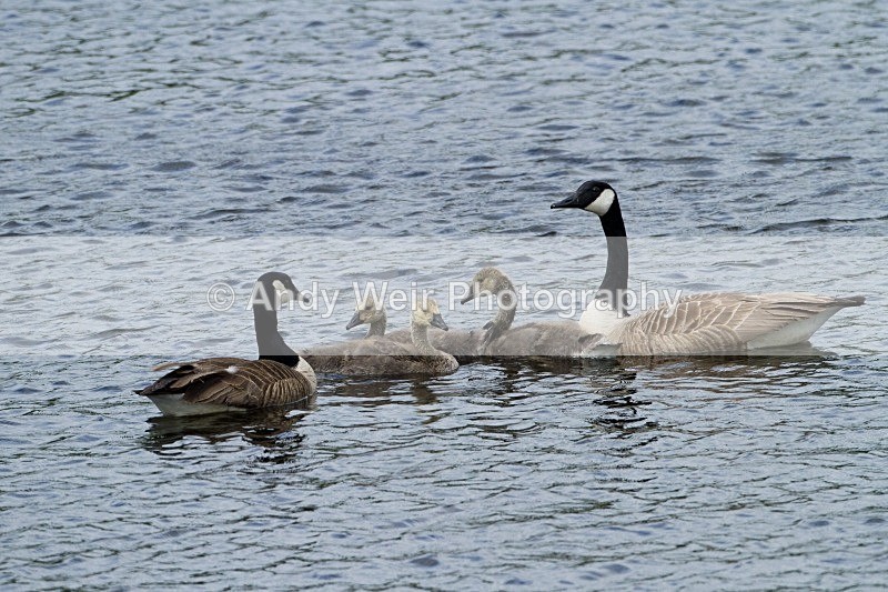 20110619-IMG_6030 - Canada Goose
