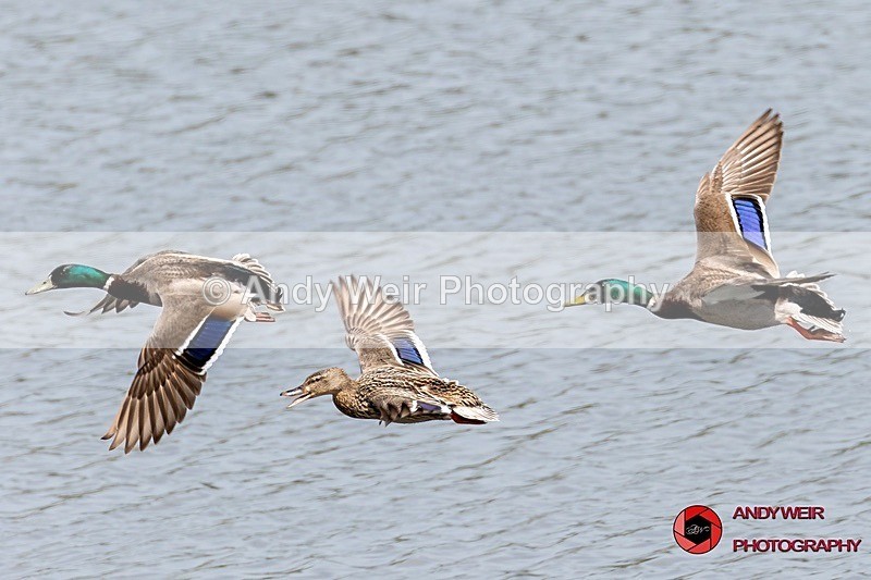 190523-untitled-8E0A2857 - Mallard