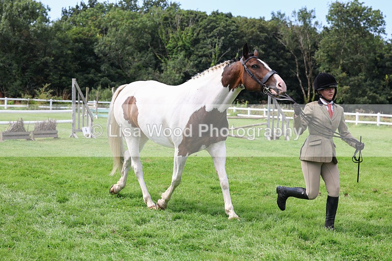 3E7A8768 - Class 5: Working Show Horse