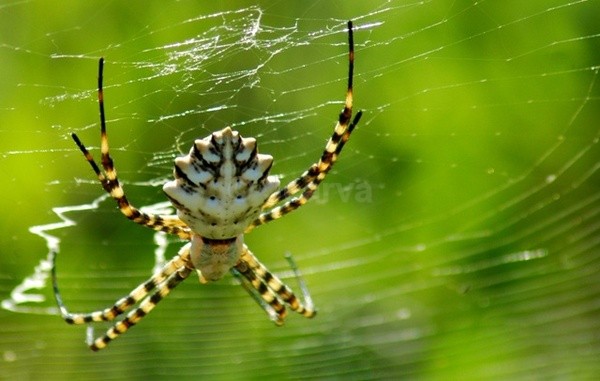Zebra Spider - Insects and Spiders
