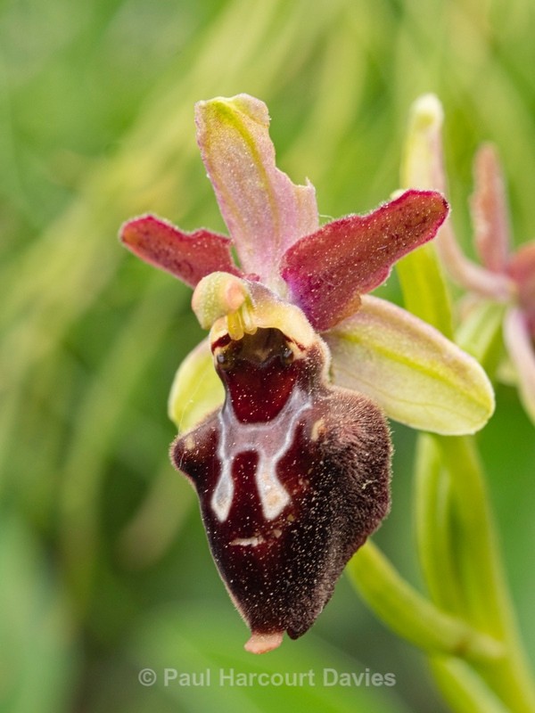 Ophrys x corturii  `hybrid Ophrys between O. holoserica subsp apulica x O. passionis subsp. garganica. - Gargano - Wild Orchids