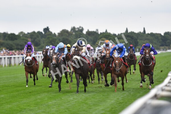 yr18082022r2-45 - Race 2 2.25pm Goffs UK Harry Beeby Premier Yearling Stakes