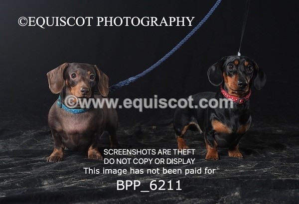 BPP_6211 - LESLEY GRANGER DOGS