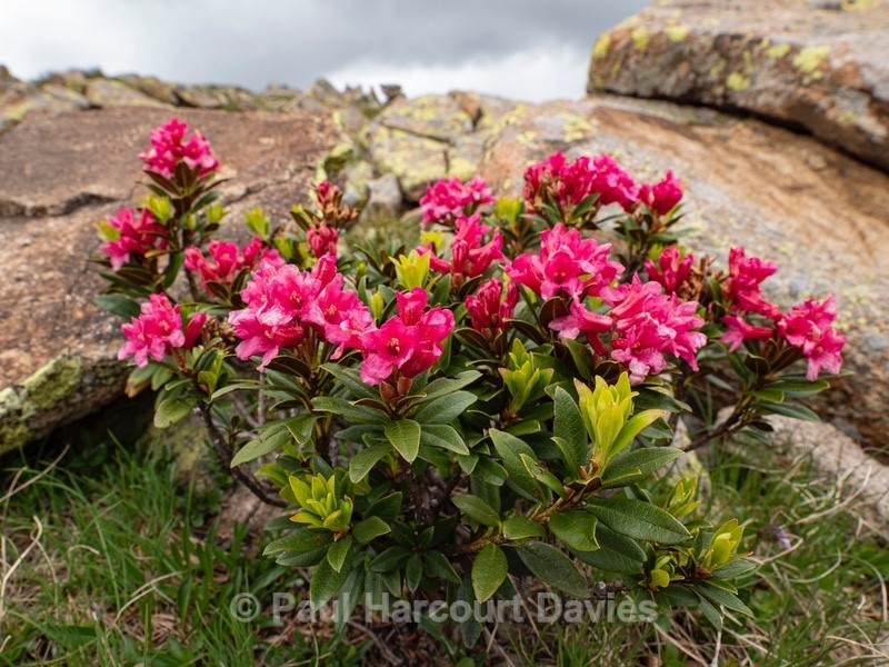 Alpenrose (Rhododendron ferrugineum)  - Flowers in the Landscape