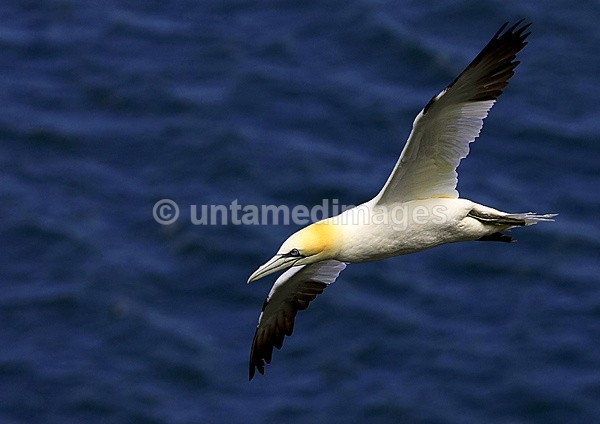 Gannet - United Kingdom