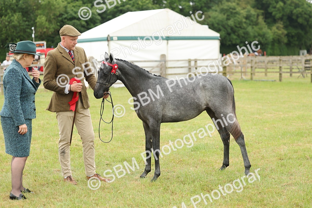 SBM_05370 - Class 68-73 - Riding Pony Breeding