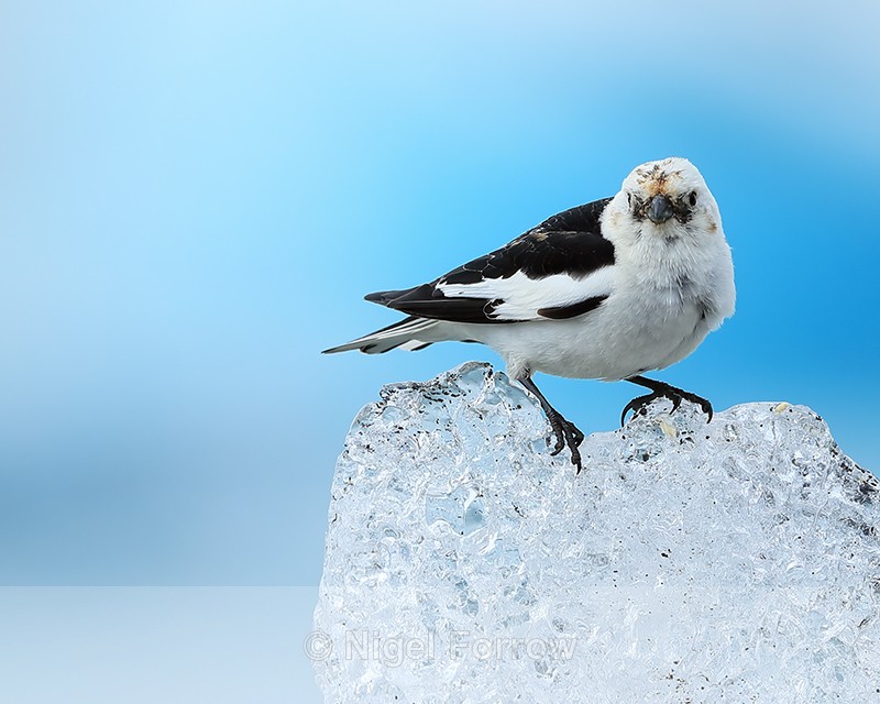Snow Bunting perched on ice block, Jokulsarlon, Iceland - Snow Bunting