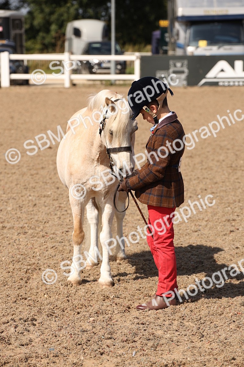 SBM_03059 - Class 17 Prettiest Mare IH or Ridden