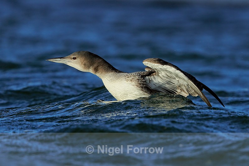 Great Northern Diver (juvenile), Farmoor Reservoir - Great Northern Diver