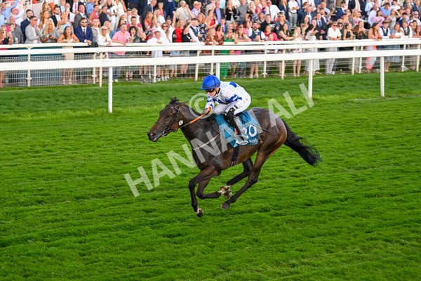 260724-Race 4-Dicko The Legend-5236 - Race 4 7.15pm Tomahawk Restaurants Handicap