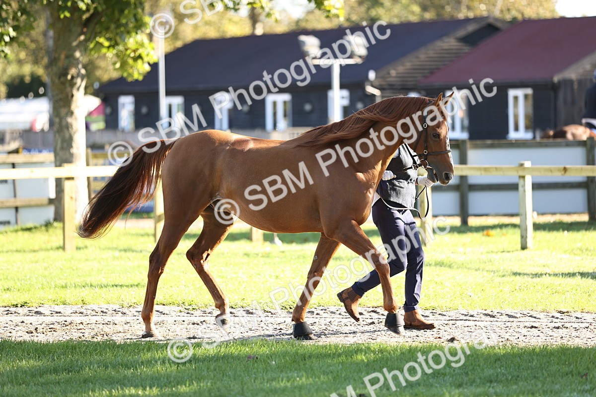 SBM_15709 - S1 - TSR in Hand Horse & Pony Showing
