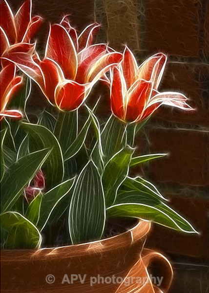 Tulip Tub - A5 Size cards