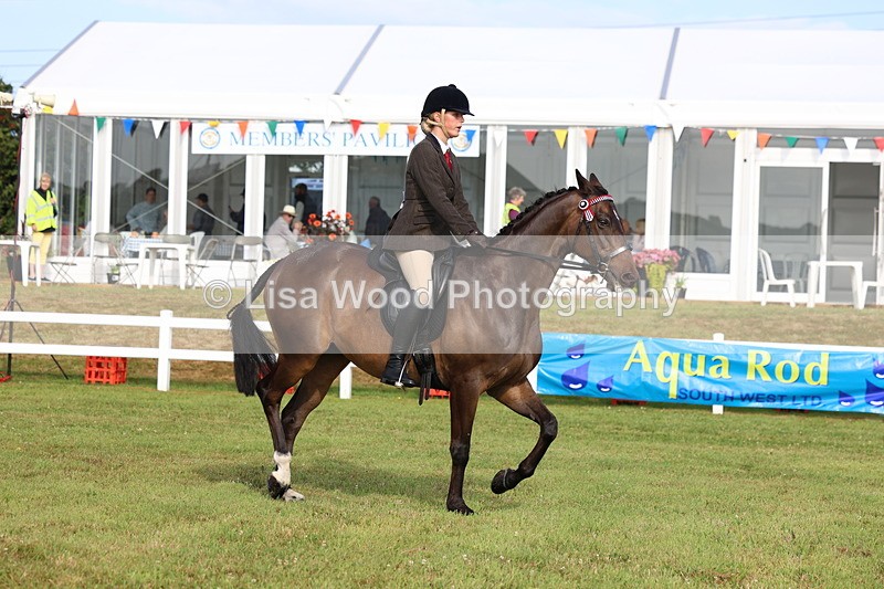 3E7A8261 - Class 2: Rising Star Large Hack/Riding Horse