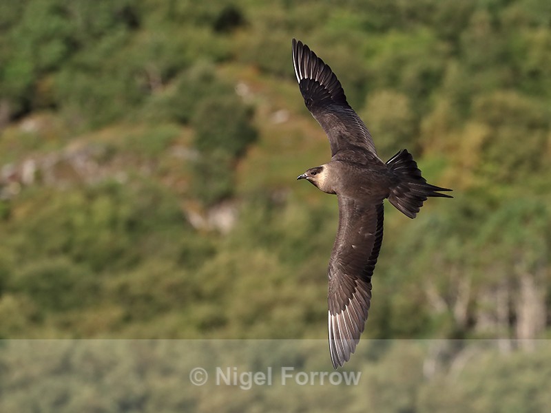 Parasitic Jaeger flying, trees background, Flatanger, Norway - Arctic Skua