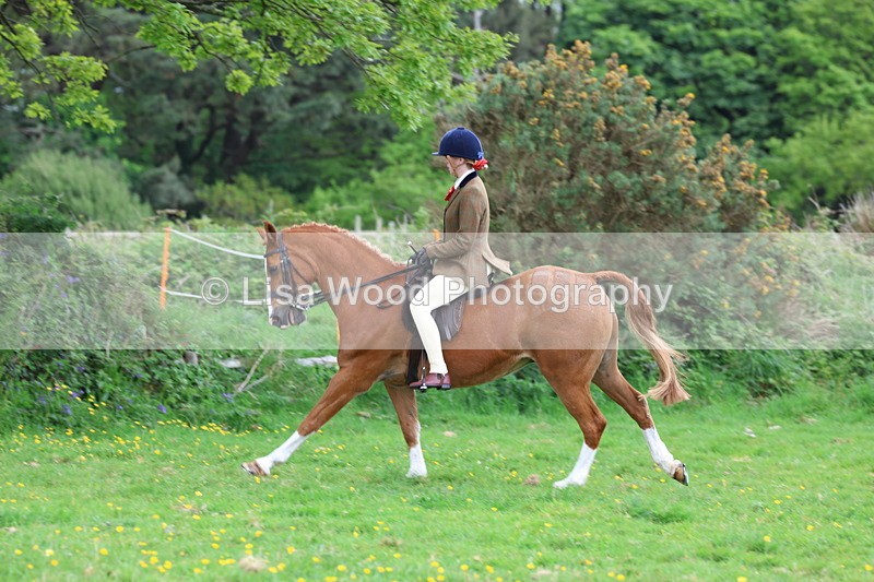 3E7A2115 - Class 11: Ridden Arab