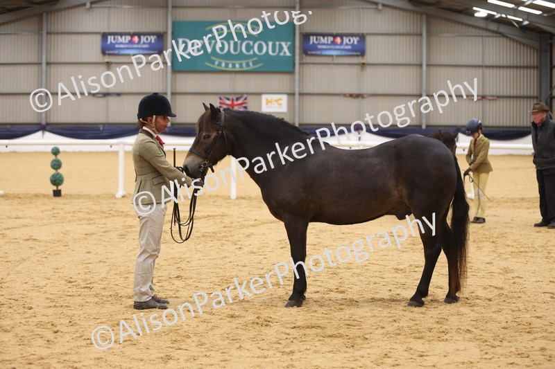 20260913-1127 - Class 110 - Bred In Other In Hand