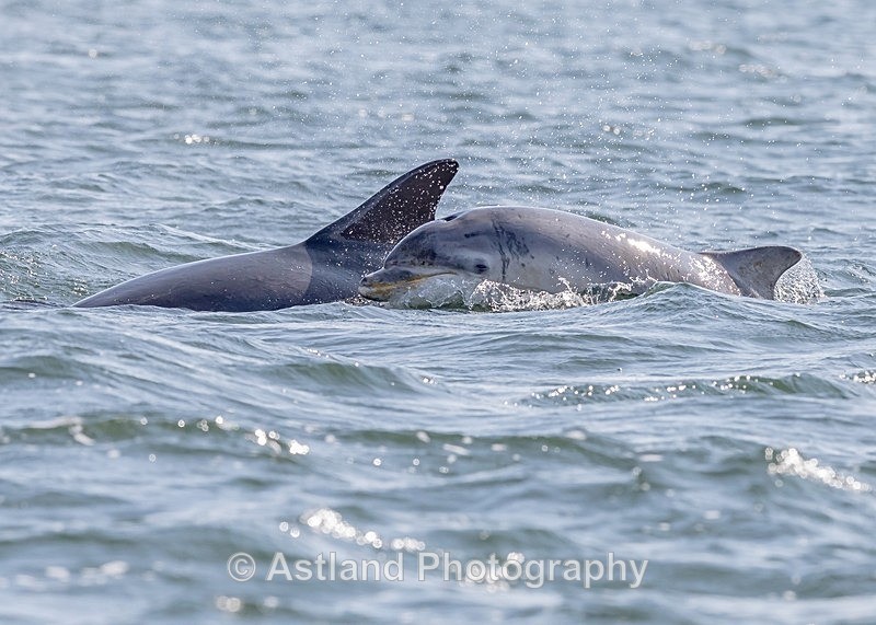 Astland Photography, Bird and Wildlife Images, Susan and Peter Wilson, U.K.