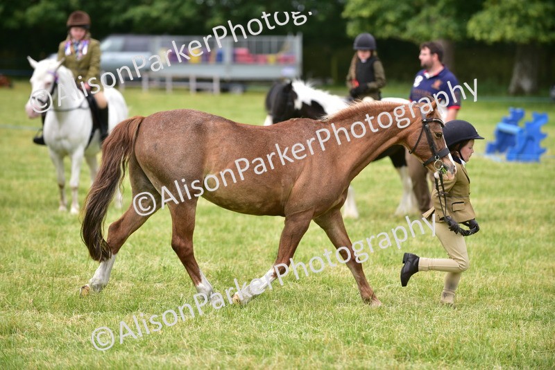 20260614-3679 - Class 15 - Prettiest Mare