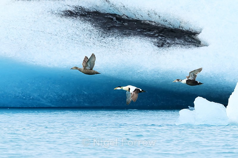 Eiders (male, female, juvenile) flying, Jokulsarlon, Iceland - Eider