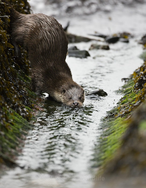 Otter, Isle of Mull, Scotland - FAVOURITES WILDLIFE GALLERY. Selected images from the wildlife collections.