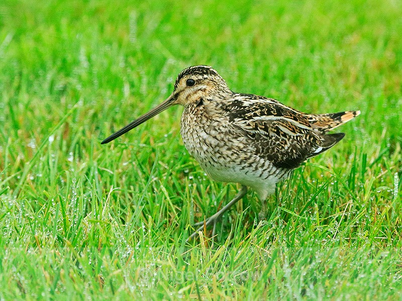 Snipe at Hotel Rauðaskriða, Iceland - Snipe