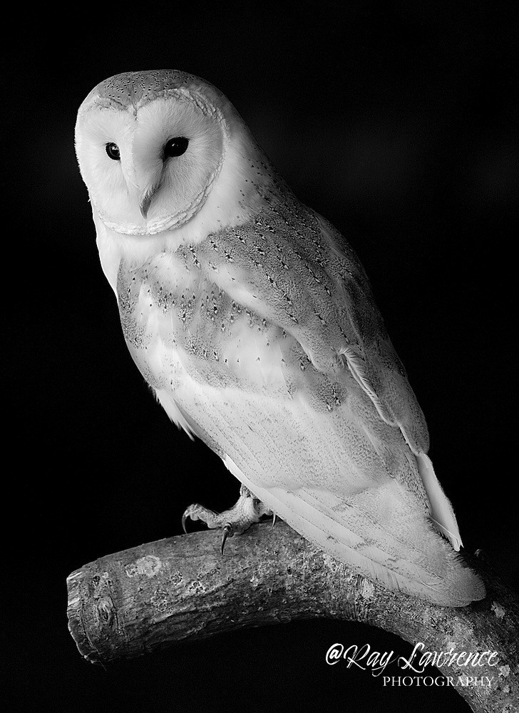 Barn Owl -2 - Natural World