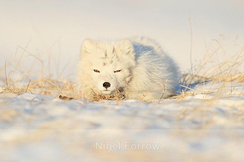 Arctic Fox resting, Svalbard, Norway - Arctic Fox