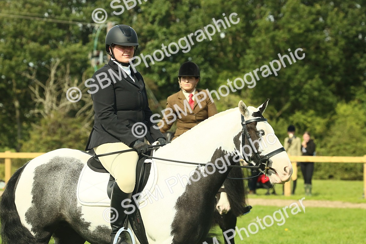 SBM_66578 - S34 - Rehabilitated Rescue Horse & Pony In Hand & Ridden