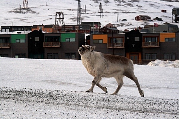Reindeer 5202 - Wildlife