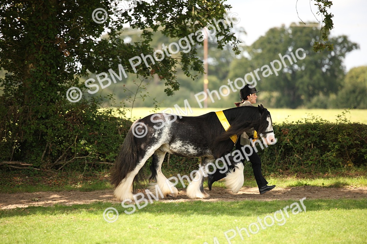 SBM_62931 - In Hand Horse Supreme Championship