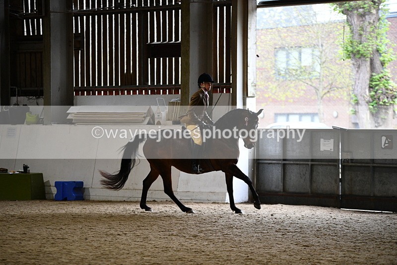 WJ5_8944 - Class 15 Ridden Show Horse
