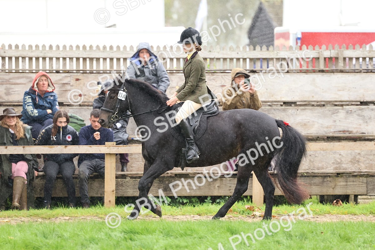 SBM_69704 - S62 - Mountain & Moorland Ridden Large Breeds