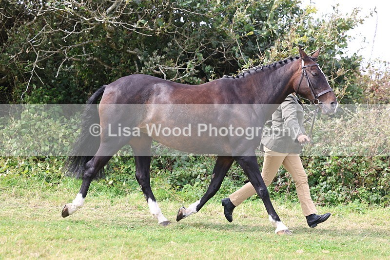 3E7A5521 - Class 20: Sports Horse In Hand