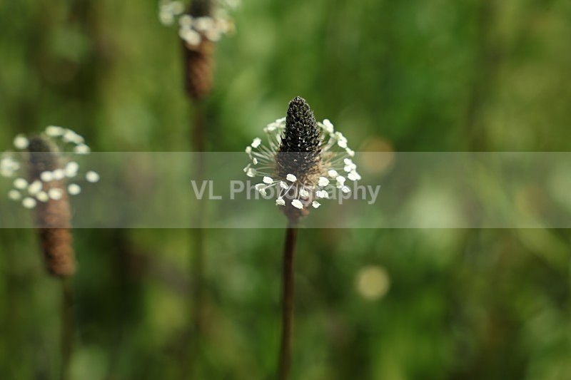 1G5A9342 - Flowers, Plants and Trees