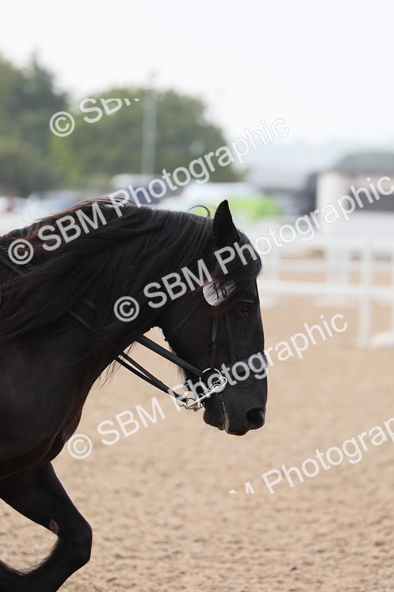SBM_10056 - Class 302 Ridden M&M -Large Breeds