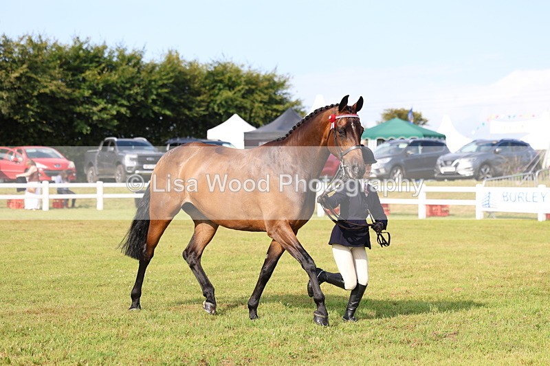 3E7A8318 - Class 2: Rising Star Large Hack/Riding Horse