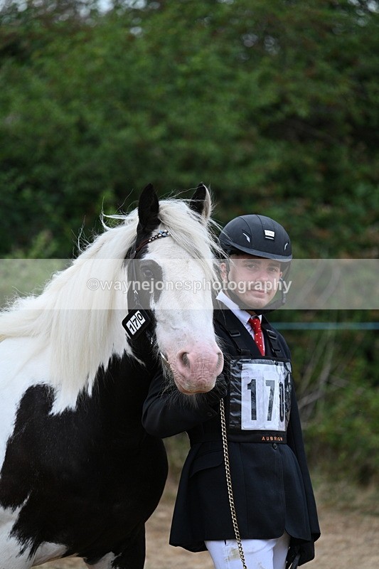 WJ7_9535 - Class 5 Most Handsome Gelding (up to 14.2hh)
