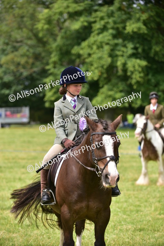 20260614-4038 - Class 16 - Handsome Gelding