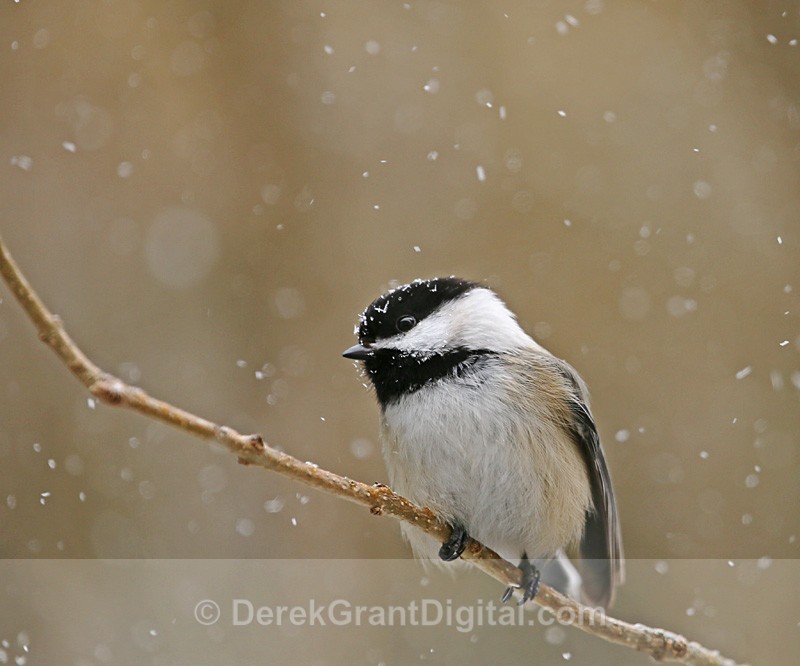 Black-capped Chickadee: Weathering the Storm