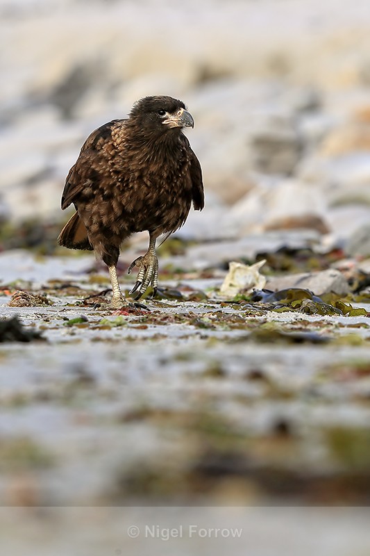 Striated Caracara walking along beach, Carcass Island, Falklands - Striated Caracara